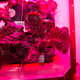 Illustration for article titled Astronauts Will Eat Space Lettuce for the First Time Next Week
